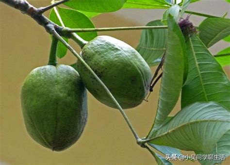 什麼是易經 發財樹的果實可以吃嗎